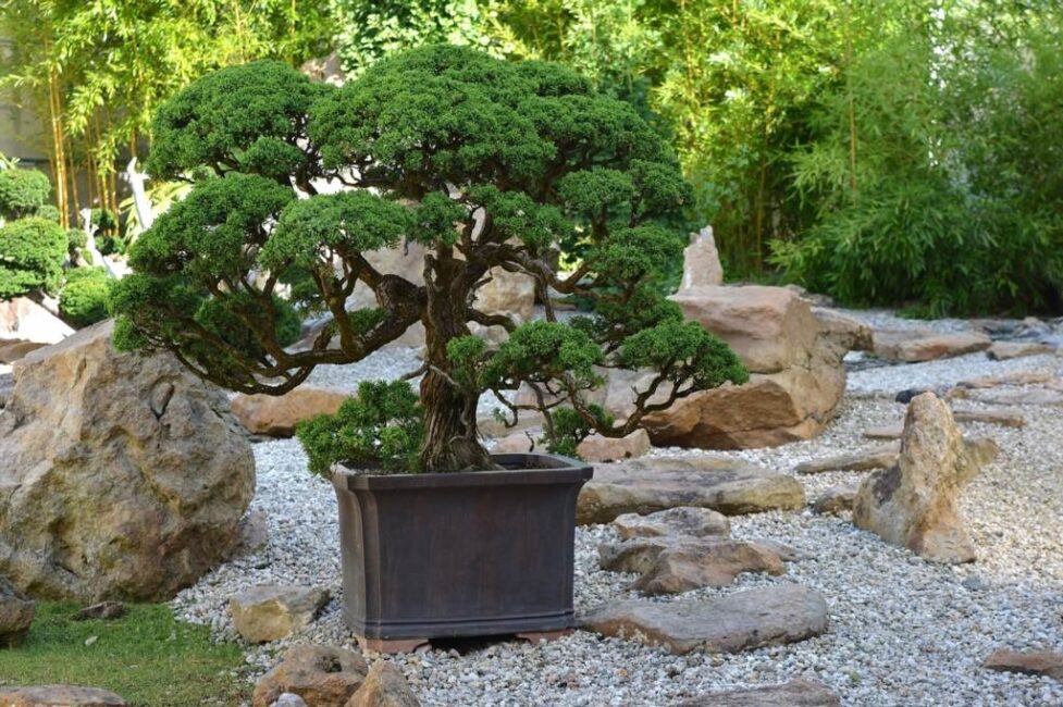 bonsai formowanie