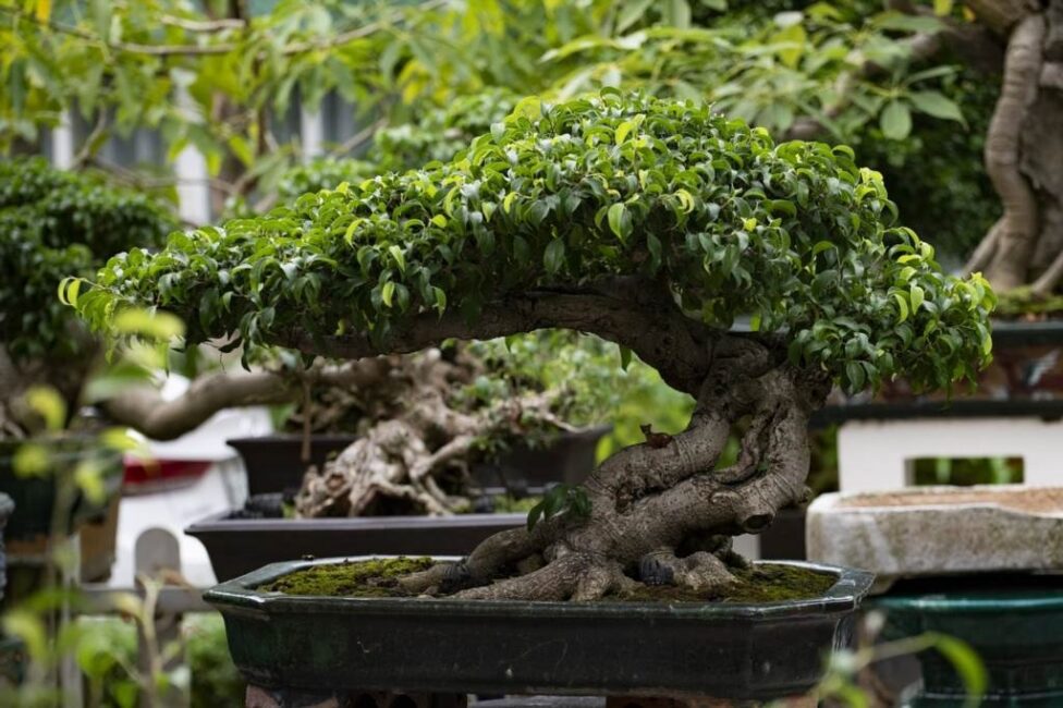 drzewko bonsai co oznacza