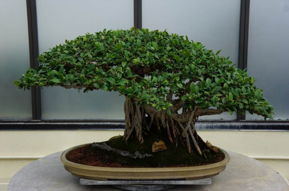 drzewko bonsai opadające liście