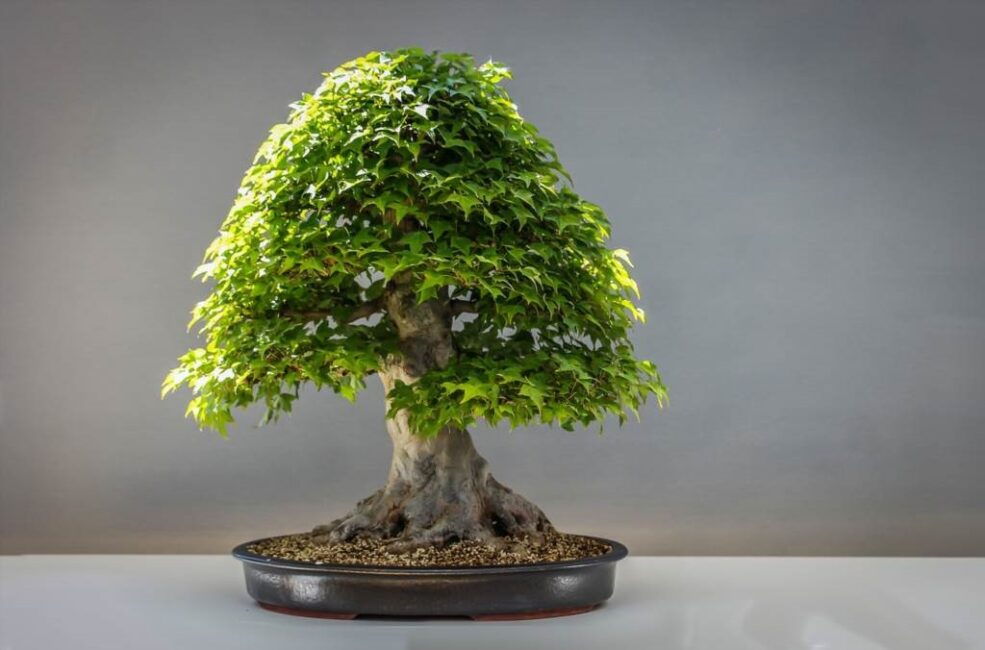 formowanie drzewka bonsai